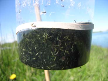 Photo of large plastic bucket used to trap gnat-like bugs known as “midges”