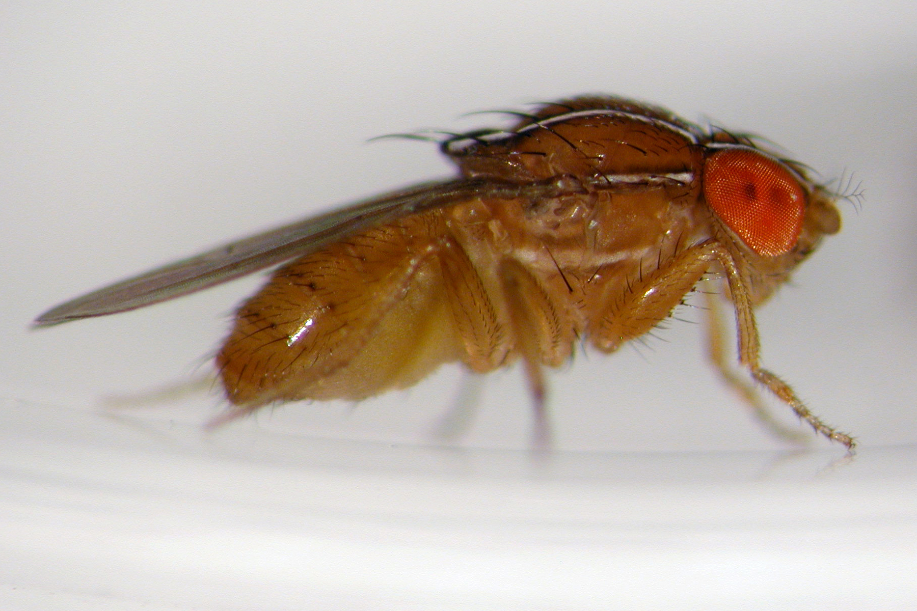 Caption: This male fruit fly
