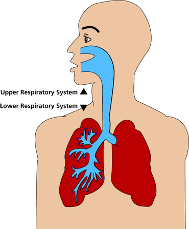 Illustration showing location of upper and lower respiratory system in humans