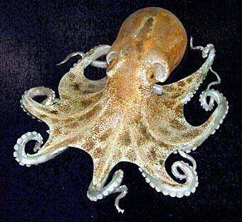 http://www.news.wisc.edu/story_images/0000/0079/glass-warmus4-octopus.jpg