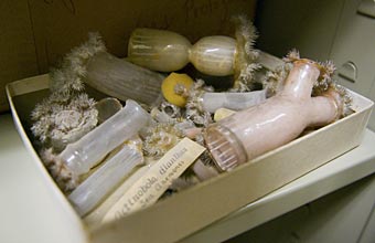 The unrestored glass models at the UW-Madison Zoological Museum
