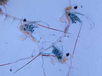 Photo fo a spiny water flea