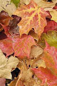 Leaves in the UW Arboretum