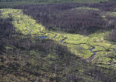 Photo of burned forest