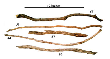 Photo of chimp tools