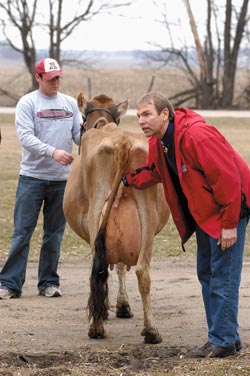 Photo of dairy selection class on farm