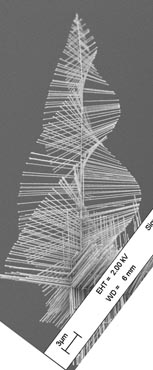 Image of nano "pine trees"