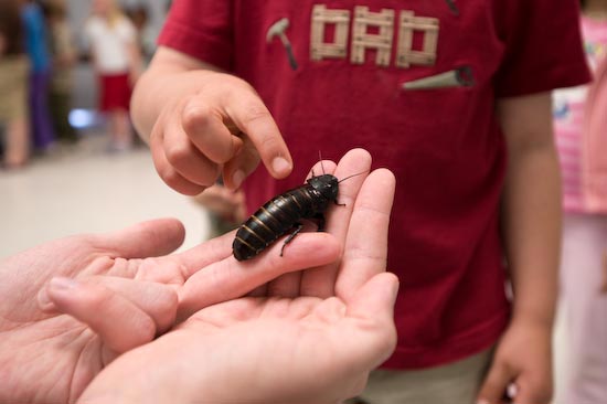 Photo of someone holding n insect