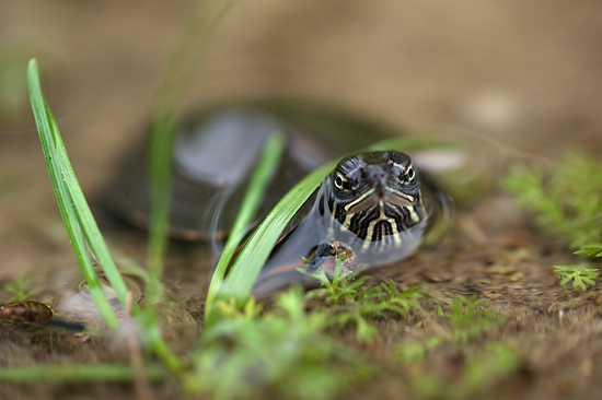 Photo of a baby painted turtle