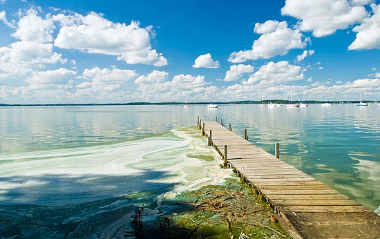 Photo of algae on Lake Mendota