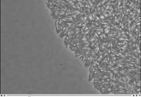 Still frame from a movie showing swarming behavior in e. coli