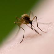 Photo of mosquito