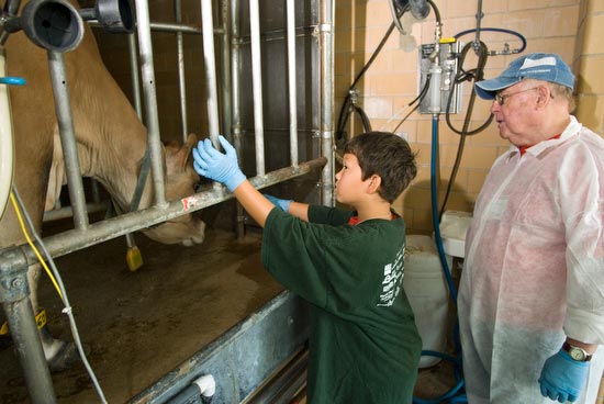 Photo of grandfather and grandchild in dairy science barn