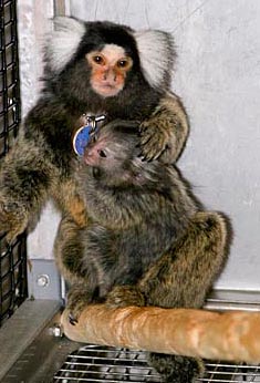 Photo of marmosets