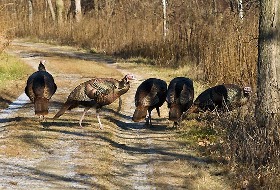 Photo of turkeys in Curtis Prairie at UW Arboretum