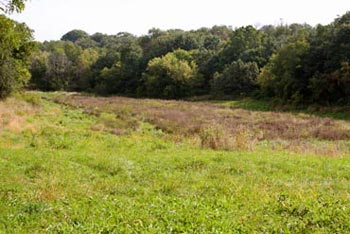 Photo of dam site 5 years after dam removal