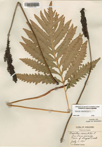 Specimen sample.