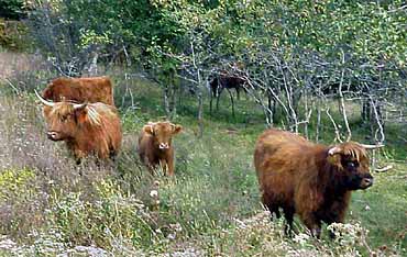 Scotland Cows