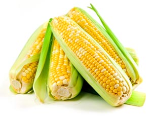 Препараты для лечения редких заболеваний могут быть получены при помощи кукурузы