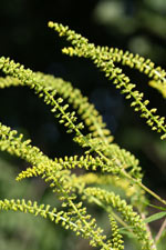 Ragweed