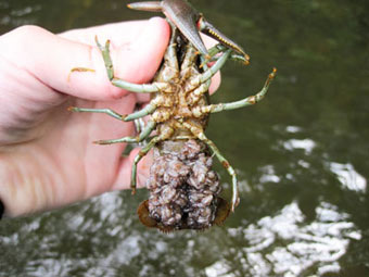 Thumbnail of infographic