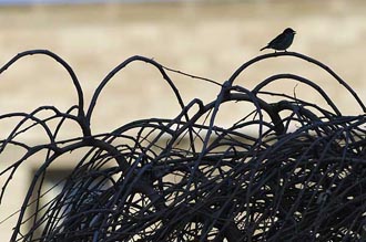 Photo of a bird, silhouetted in a nest.