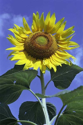 Photo: Sunflower