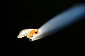 Photo: Fruit fly