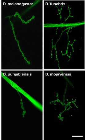 Photo: Research images