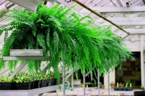 Photo:Ferns