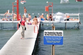 Photo: Lakes and algae