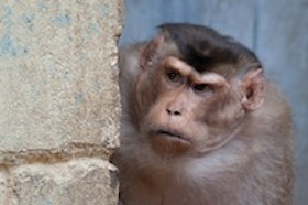 Photo: pigtailed macaque