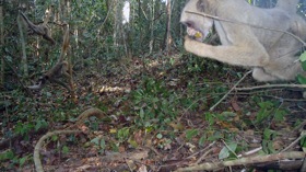 Photo: Muriqui monkeys