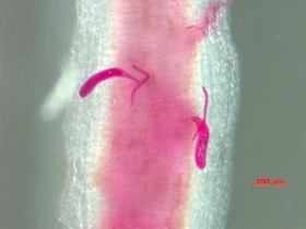 Photo: soy nematode