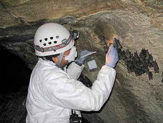 Photo: scientist in cave with bats