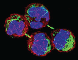Photo: cells dividing