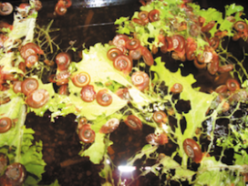 Photo: snails used in research