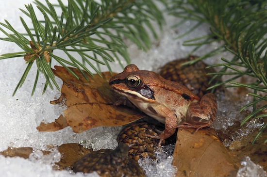 Photo: wood frog in snow during spring thaw