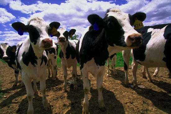 Photo: dairy cows in field