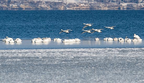 Swans on Lake Mendota