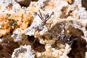 Photo of an ants in a fungus-laden environment.