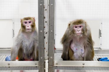 Photo of monkeys from reduced diet study