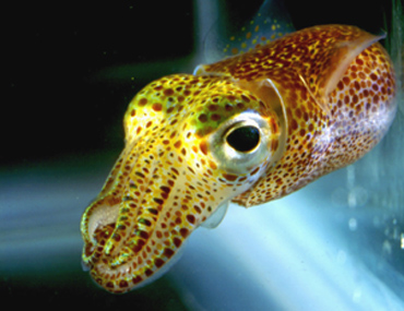 [photo] Hawaiian Bobtail squid.