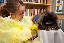 Photo of a young girl in a medical gown with a Pekingese dog.