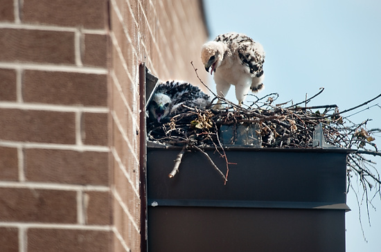 Photo of two baby red-tailed hawks in a nest.