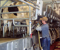 Photo of milking parlor