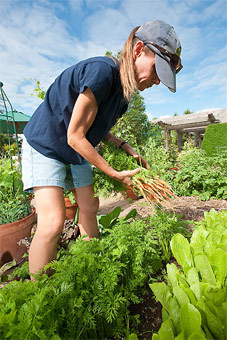 Photo of Monica Theis harvesting carrots in Allen Centennial Gardens.