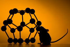 Photo: mouse and molcule model