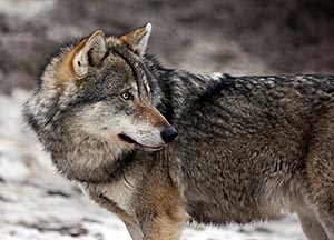 Photo of a grey wolf.