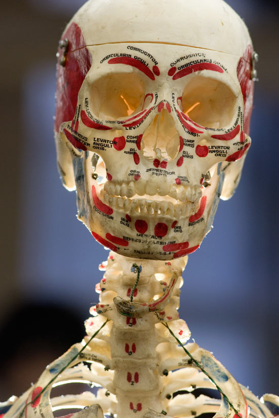 Photo of labeled skeleton
